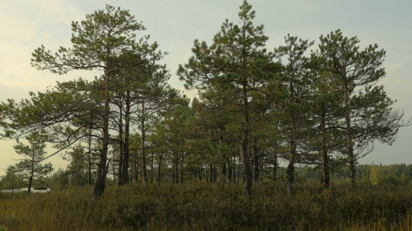 Pines on the Island