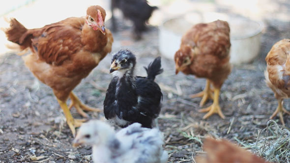 Live Chickens in a Cage 