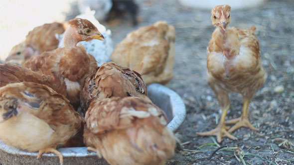 Chickens Peck Grain