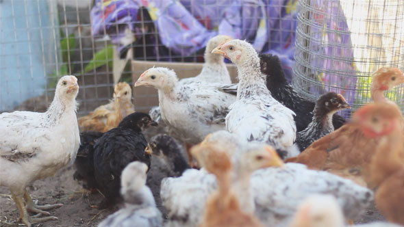 Hens in Cage