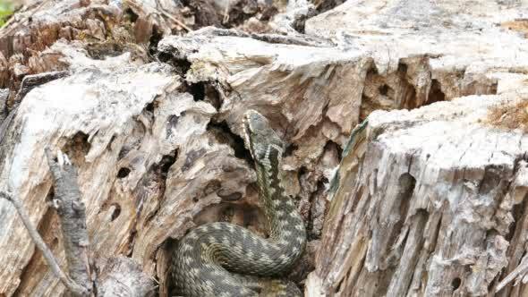 Viper (Vipera Berus) Poisonous Snake