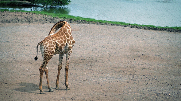 Giraffe Cleans Herself And Walks In Safari Park