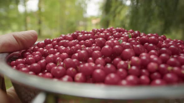 SLOW MOTION CLOSE UP, a bowl of foraged Lingonberries is carried through a forest