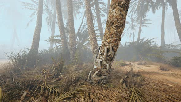 Coconut Palms in Deep Morning Fog