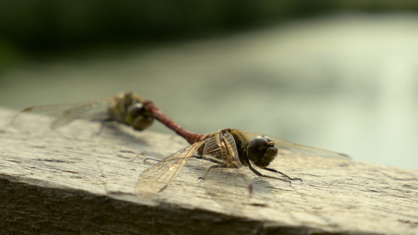 Dragonfly Reproduction
