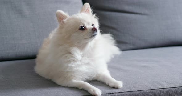 Pomeranian dog sitting on sofa