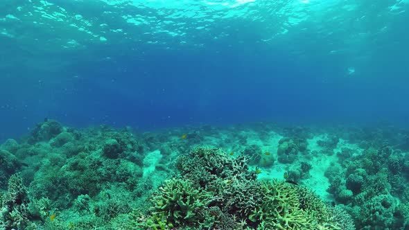 Coral Reef with Fish Underwater. Bohol, Philippines