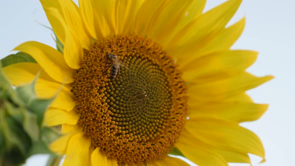 Close-up of bee over  sunflower   3840X2160 UltraHD footage - Helianthus plant with insect in the fi