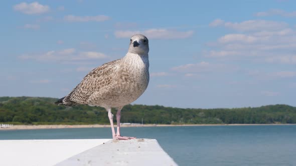 Seagull standing on the pier