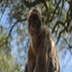 Monkey Sitting Under Tree - VideoHive Item for Sale