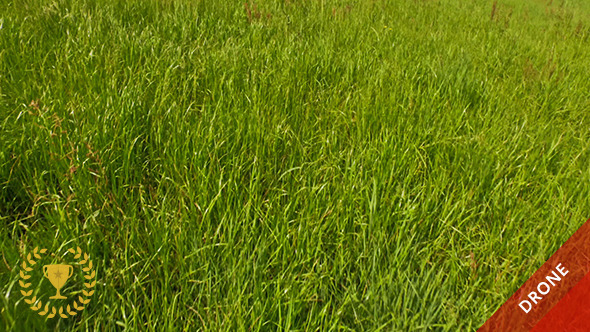 Flight Over Green Grass