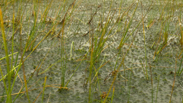 Grass in the Swamp
