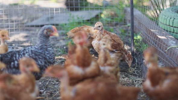 Hens in Cage