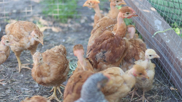 Hens in Cage