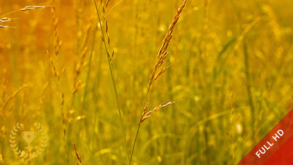 Golden Wheat Field