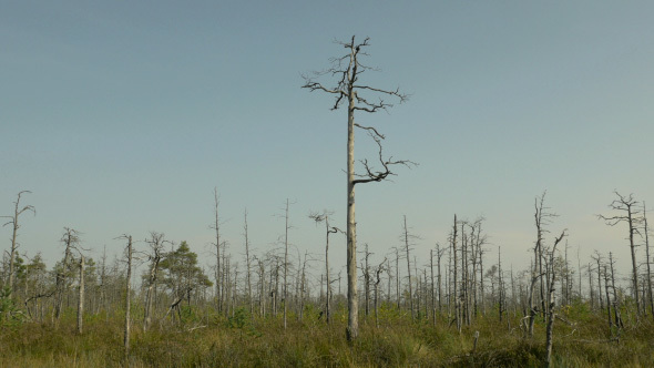 Naked Trees after Fire