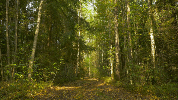 Wild Road through the Forest