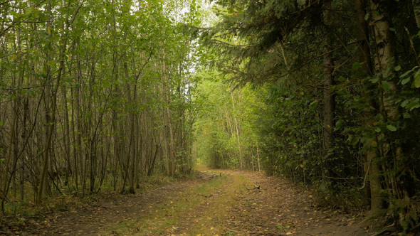 Wild Road through the Forest