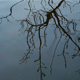 Winter Tree Reflection  - VideoHive Item for Sale