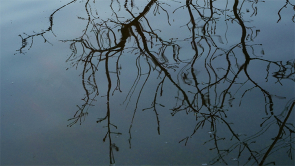 Winter Tree Reflection 