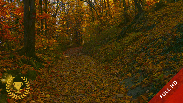 In the Quiet Woods