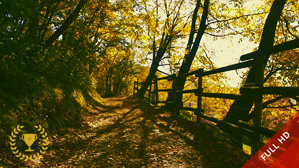 Walking by a Fence in the Woods