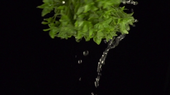 Green Fresh Herbs With Water Splashes