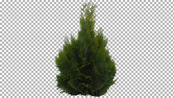 Real Coniferous Plant Isolated 5 (Medium Wind) 