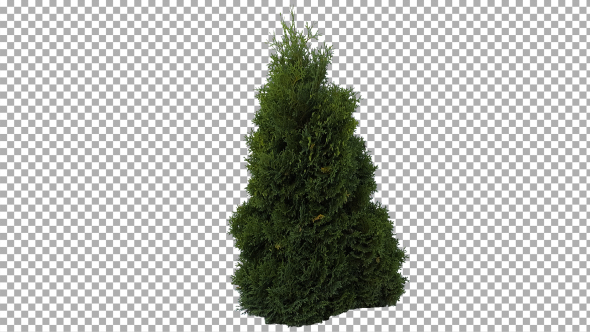 Real Coniferous Plant Isolated 6