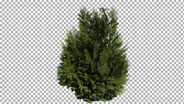 Real Coniferous Plant Isolated 1