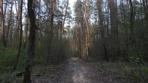 Road in the Forest During the Day Slow Motion