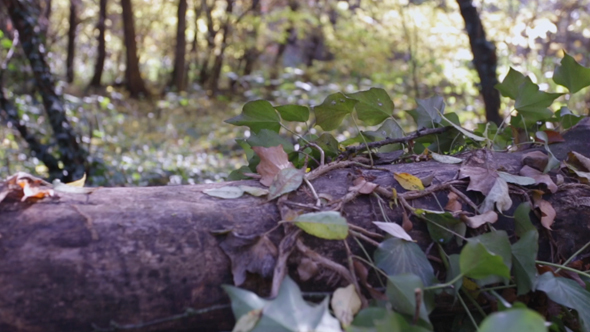 Forest Fallen Tree