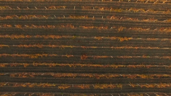 Flying Above Autumn Forest With Vineyard Field