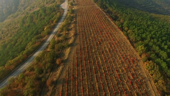 Flying Above Autumn Forest With Vineyard Field