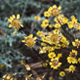 Rustic Dried Out Yellow Flowers Blowing In Wind - VideoHive Item for Sale