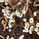 Small White Everlastings Daisy Flowers - VideoHive Item for Sale