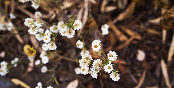 Small White Everlastings Daisy Flowers