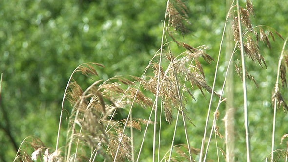 Green Grass in Wind