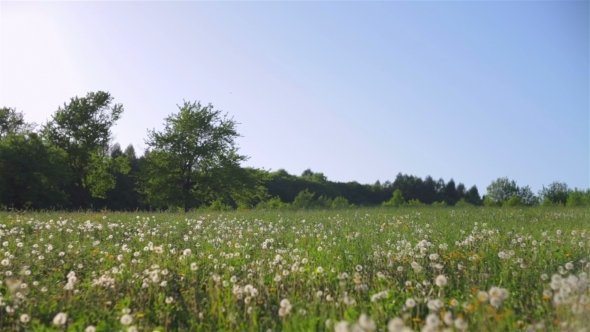 Extensive Field Of Dandelions