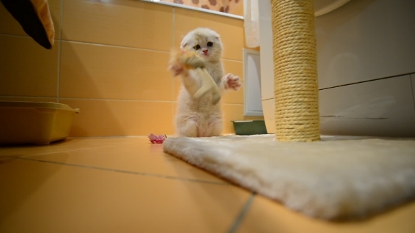 Beige Kitten Playing With a Toy And  Scratching