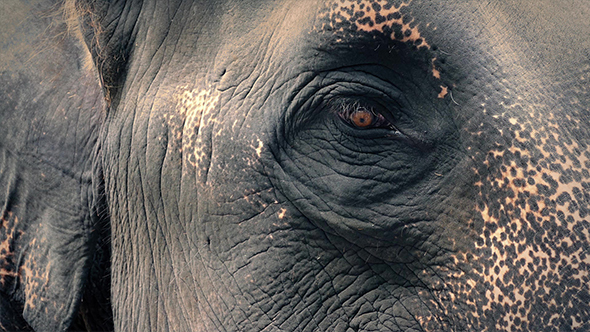 Elephant Eye Looking Around
