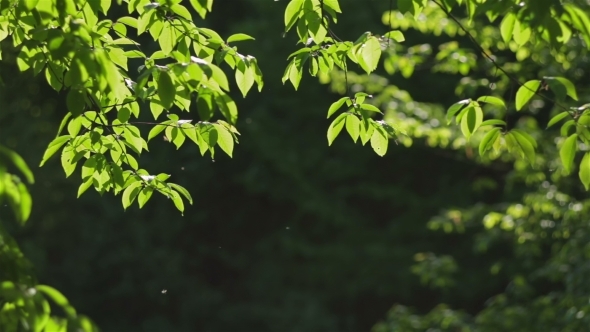 Green Leaves Under The Light Of Sun