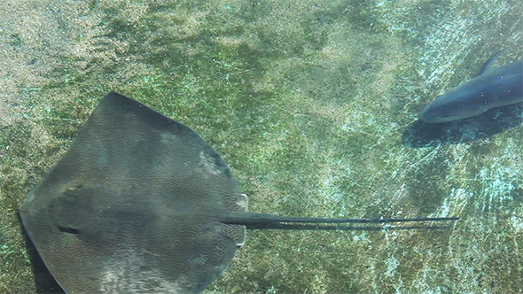 Overhead View of Eagle Ray