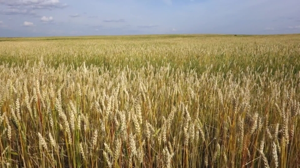 Wheat Field And Sky