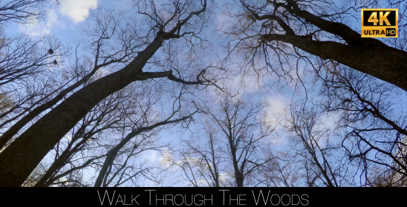 Walk Through The Woods 32