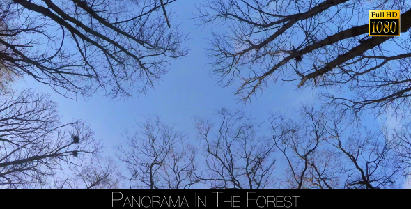 Panorama In The Forest 4