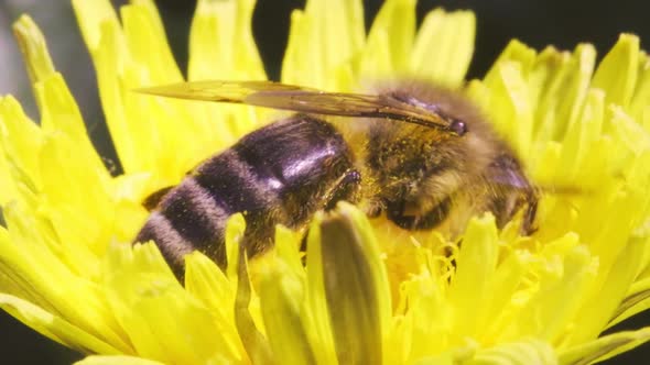 A Bee Collects Pollen From a Dandelion