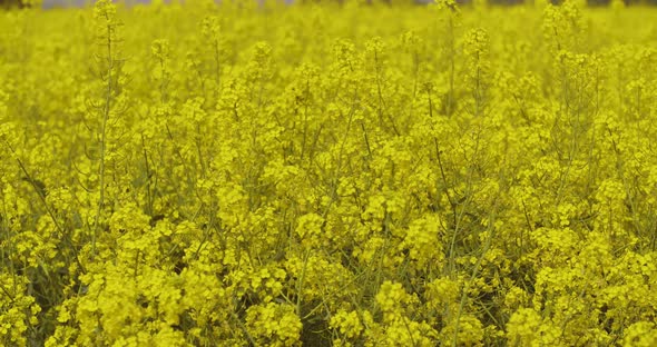 Canola Field or Rapeseed Field Agriculture