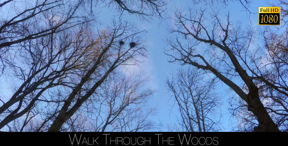 Walk Through The Woods 31