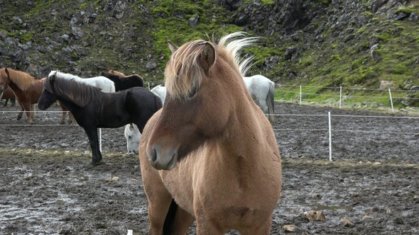 Iceland. Close up portrait of wind blowing mane of Icelandic horse.